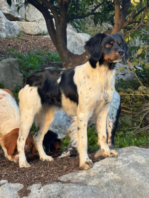 Étalon Epagneul Breton - Vanille Du Vallon D'Iron