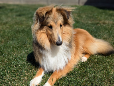 Étalon Shetland Sheepdog - Unforgettable sunrise Des mille Eclats des Tournesols