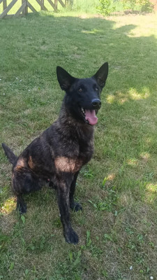 Étalon Berger hollandais - Vulcain Du Croc Normand