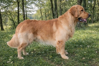 Étalon Golden Retriever - Catch The Dream Vin diesel