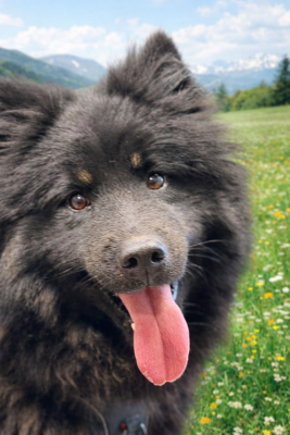 Étalon Eurasier - Vlou blue De La Vallée Du Petit Pré
