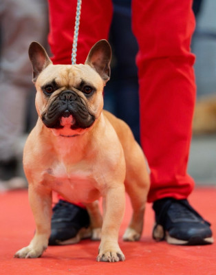 Étalon Bouledogue français - Aaron's Soul Version originelle by tara dit victor