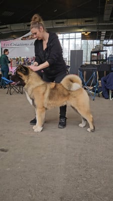 Étalon Akita americain - Vantage Des Gardiens De L'arche De Noé