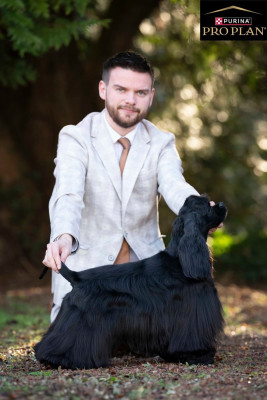 Étalon American Cocker Spaniel - Victory with pride Of Love Show