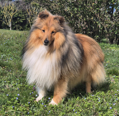 Étalon Shetland Sheepdog - Very bambou sand fairies Of Vanook's Garden