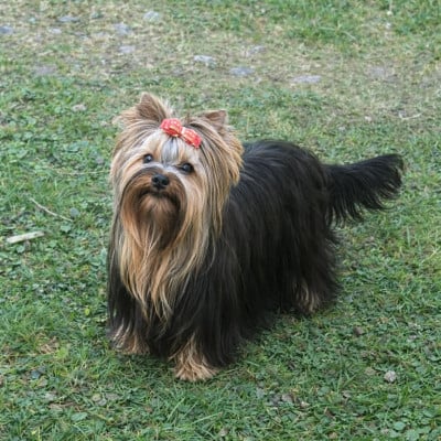 Étalon Yorkshire Terrier - Urfee de La Vallee Des Roses Rouges