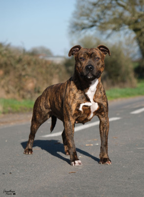 Étalon American Staffordshire Terrier - Ubba De la Maison d'Este