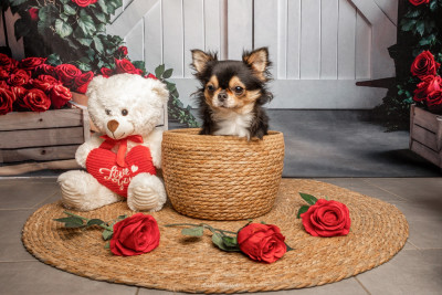 Étalon Chihuahua - Van-de-kamp bree Des Minis Trésors