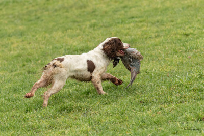 Étalon English Springer Spaniel - TR. Reading du plateau du coq noir