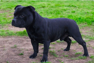 Étalon Staffordshire Bull Terrier - Ultimate dog Marley De La Vallée Des Volques