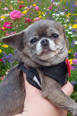 image de Sharlotte à la fraise