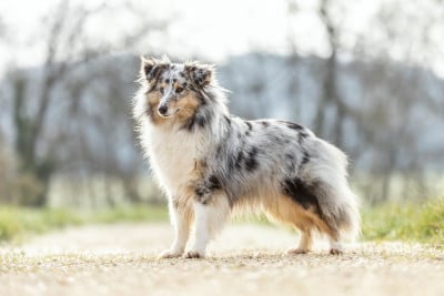 Étalon Shetland Sheepdog - Valya Du Domaine De L'harmonie