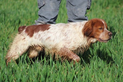 Étalon Epagneul Breton - Artus De La Vallée De La Py