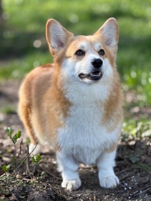 Étalon Welsh Corgi Pembroke - tay bala Jasmine petal