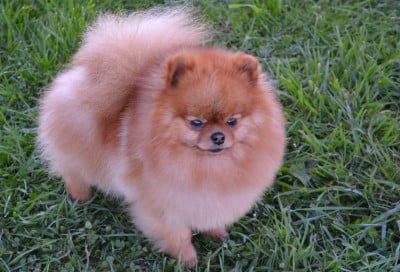 Étalon Spitz allemand - Voltali D'une Banquise Et D'un Roi