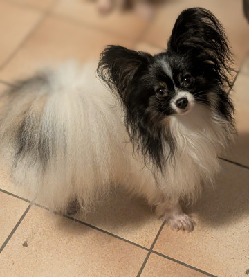 Étalon Epagneul nain Continental (Papillon) - Uillyam Du Domaine De Hunaudaye