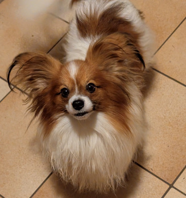 Étalon Epagneul nain Continental (Papillon) - Vianney soprano des rizieres d'ha tay