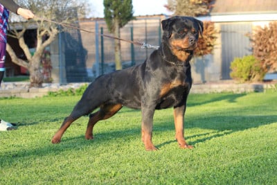 Étalon Rottweiler - Victoria Of Legend Mysteria