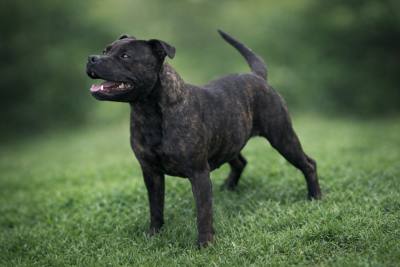 Étalon Staffordshire Bull Terrier - Valkirie De la crique du Flojule