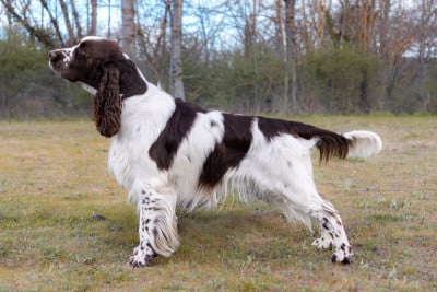 Étalon English Springer Spaniel - CH. Ultime snow De Rebelle Arya