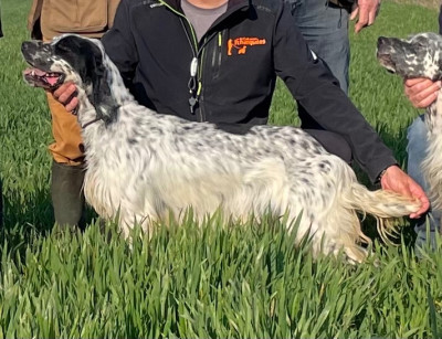 Étalon Setter Anglais - TR. Venom des Cabanes Tchanquées