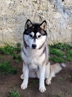 Étalon Siberian Husky - Avalanche by snow full moon Of Artic West Wind