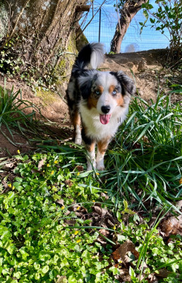 Étalon Berger Américain Miniature - Atka Du clos des duchesses