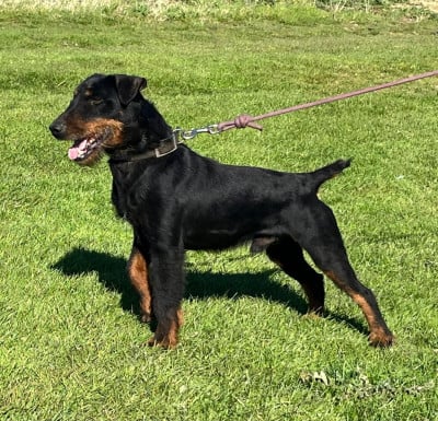 Étalon Terrier de chasse allemand - Sniper (Sans Affixe)