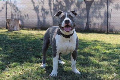 Étalon American Staffordshire Terrier - Vossler king dog line family Du Domaine De La Meute Bleu