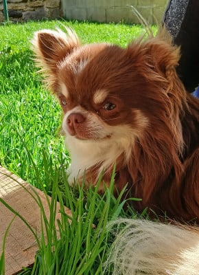 Étalon Chihuahua - Vegas du Vallon de Beaumont