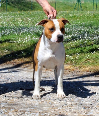 Étalon American Staffordshire Terrier - Terrier's Paradise A kind of love