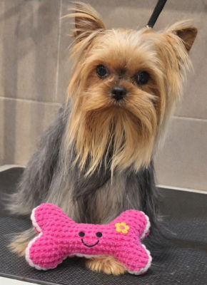 Étalon Yorkshire Terrier - Vinnie du royaume d'Inès