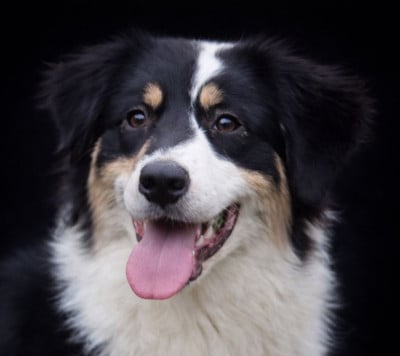 Étalon Berger Australien - United black freedom du Chemin de la Lune aux Reves