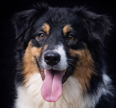 Étalon Berger Australien - Taratata black song du Chemin de la Lune aux Reves