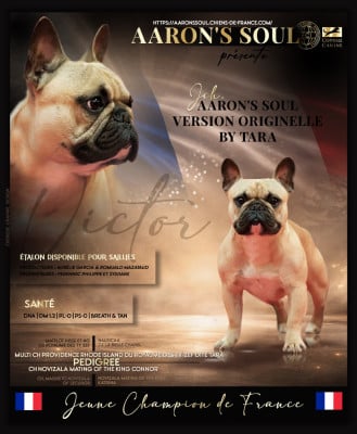 Étalon Bouledogue français - CH. Aaron's Soul Version originelle by tara dit victor