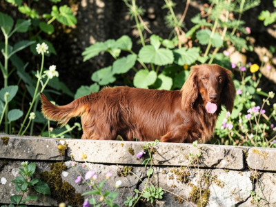 Étalon Teckel poil long - Mazhor maksimus iz strani grez