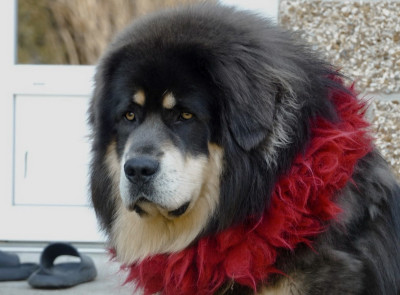 Étalon Dogue du Tibet - CH. V senghe indranila Gelugpa
