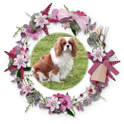 Étalon Cavalier King Charles Spaniel - Voici wendy Du Royaume De France