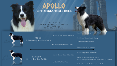 Étalon Border Collie - Apollo z pocztowej}