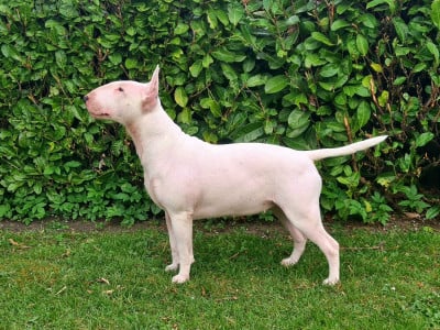 Étalon Bull Terrier - Xceptional queen meleys of The Mirror Of Freedom