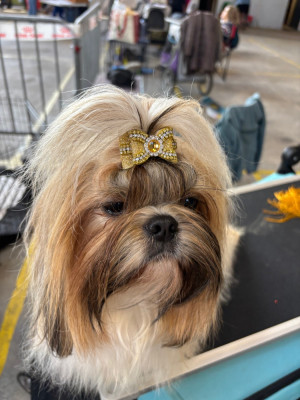 Étalon Shih Tzu - Ulhan des Amours de Pyrène