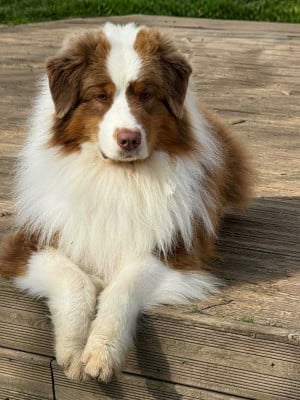 image de Umberto il magnifico