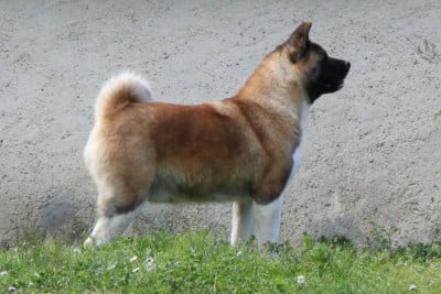 Étalon Akita americain - CH. Kirey kzoku li savanna for sertse angela