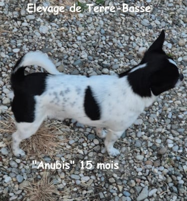 Étalon Chihuahua - Anubis dit Pépito de terre basse