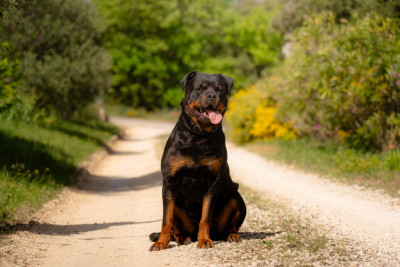 Étalon Rottweiler - Uta Des Diamants Noirs Del Matador