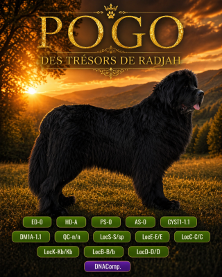 Étalon Terre-neuve - Pogo des Trésors de Radjah