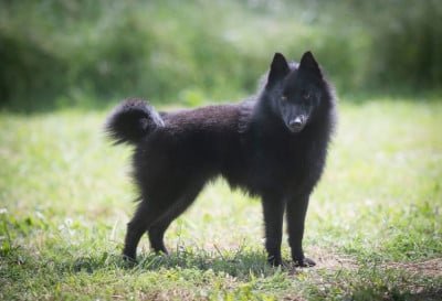 Étalon Schipperke - Vhagar lady black Gardiens Des Terres D'Ovalie