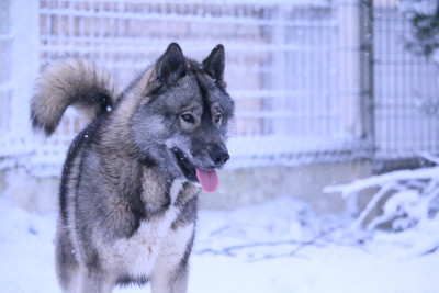 Étalon Siberian Husky - A Kaspian the prince Of Umok's Dreams
