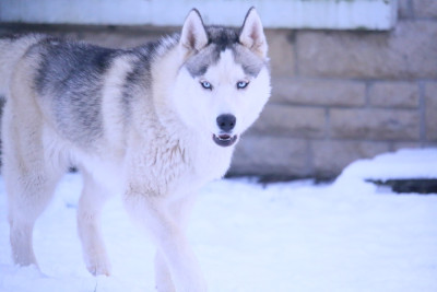 Étalon Siberian Husky - Arrow Zorsky