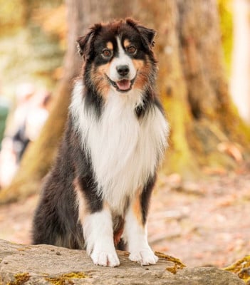 image de E penso a te river of diamonds